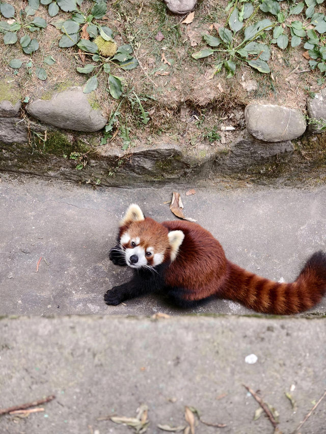 西安秦嶺野生動物園。