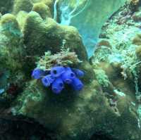 Under the sea at Doljo Beach