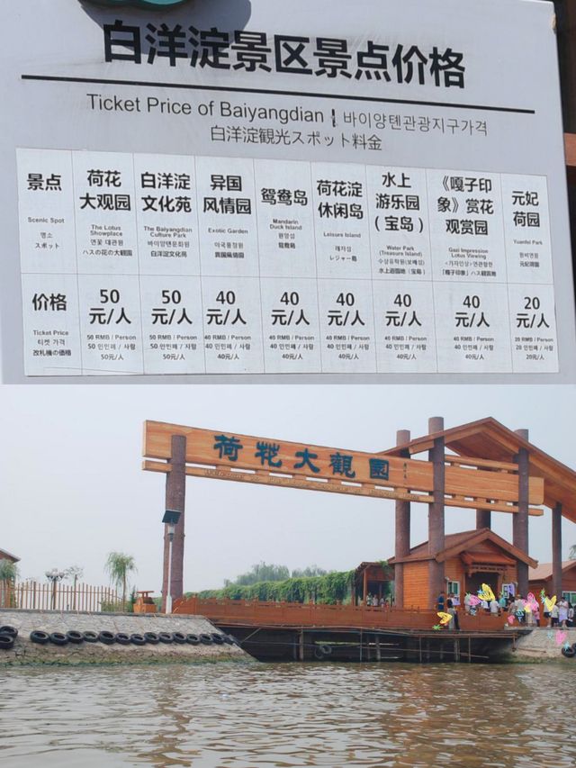 白洋淀位於中國河北省雄安新區安新縣。