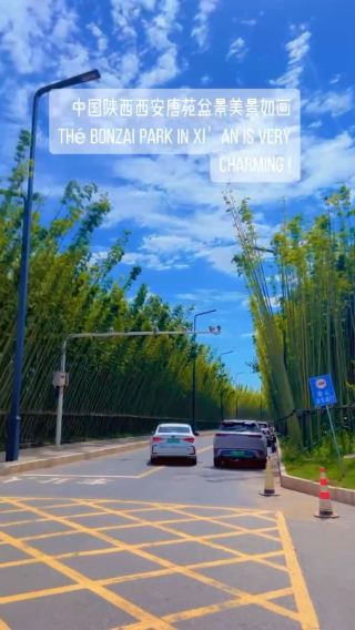 Xi’an Bonzai park is a must visit place! 😍