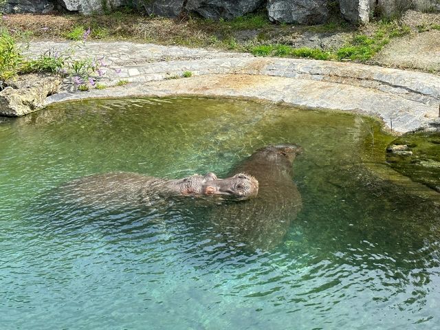 比利時天堂花園 Pairi Daiza｜動物與自然的奇幻盛宴。