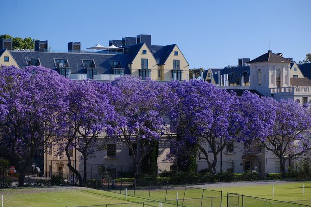 Capture the Perfect Jacaranda Photo Spot