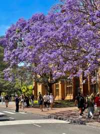 The breathtaking beauty of the University of Sydney