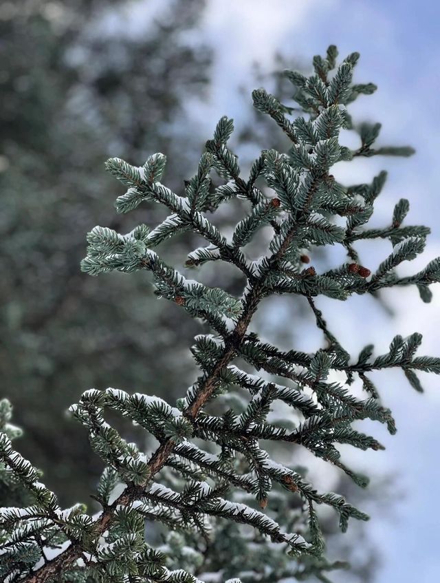 川西雪國夢境！甲根壩初冬風光太美了|。