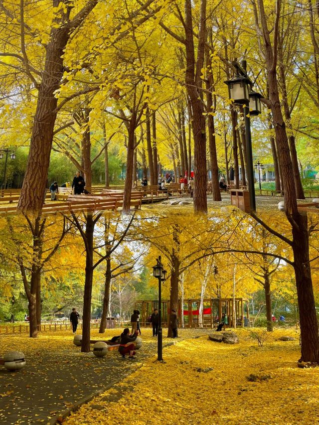 陶然亭公園｜京城秋韻寶藏地！