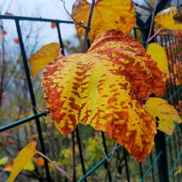 西安‖到木藤寨欣賞初冬的一抹紅葉。