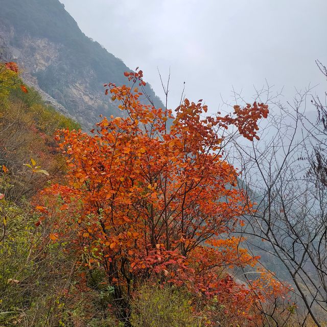 西安‖到木藤寨欣賞初冬的一抹紅葉。