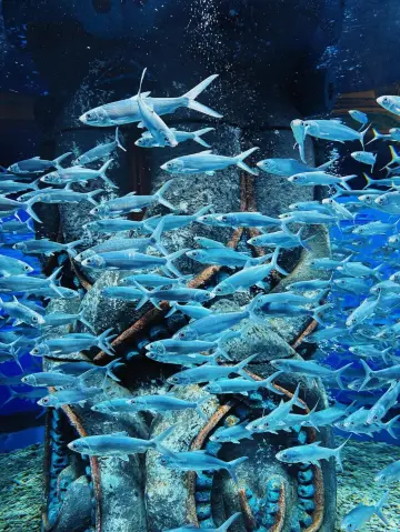 黑龍江哈爾濱|波塞冬海底世界•藍色傳說。