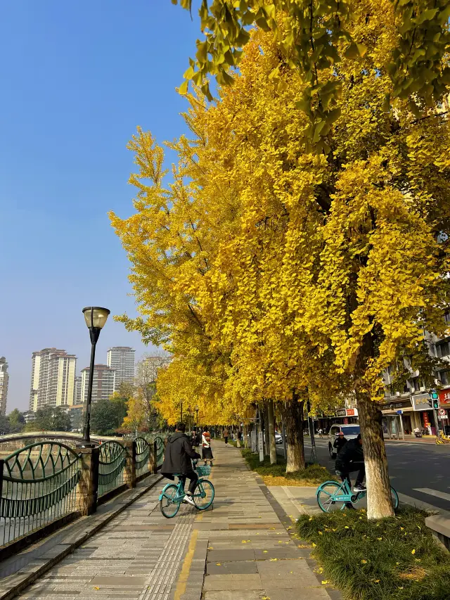 Chengdu Ginkgo Season | Share a Ginkgo Viewing Route in the City Center