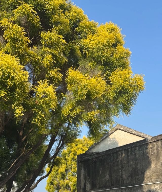 清風吹過深圳古巷「藏得這麼深你想幹嘛」！