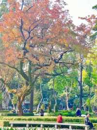 廣州人民公園楓葉手機直拍！真的已經紅了