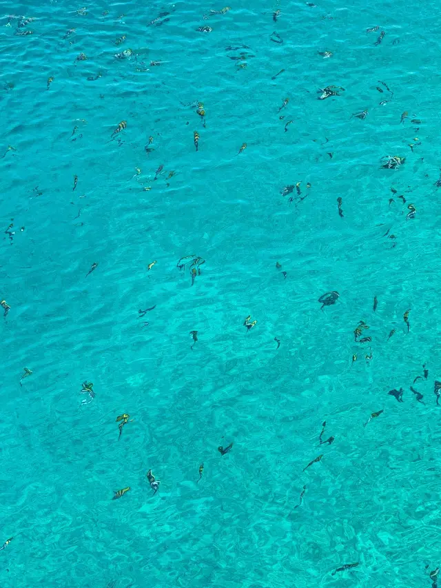 8일 필리핀 여행 겨울 피서지로 좋은 곳