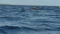 Sri Lanka Whale Watching Guide: Experience the Majestic Whales