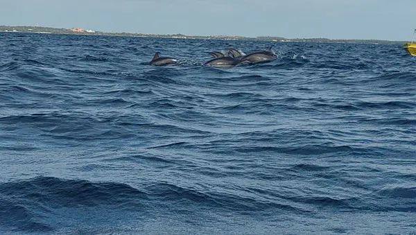 Sri Lanka Whale Watching Guide: Experience the Majestic Whales