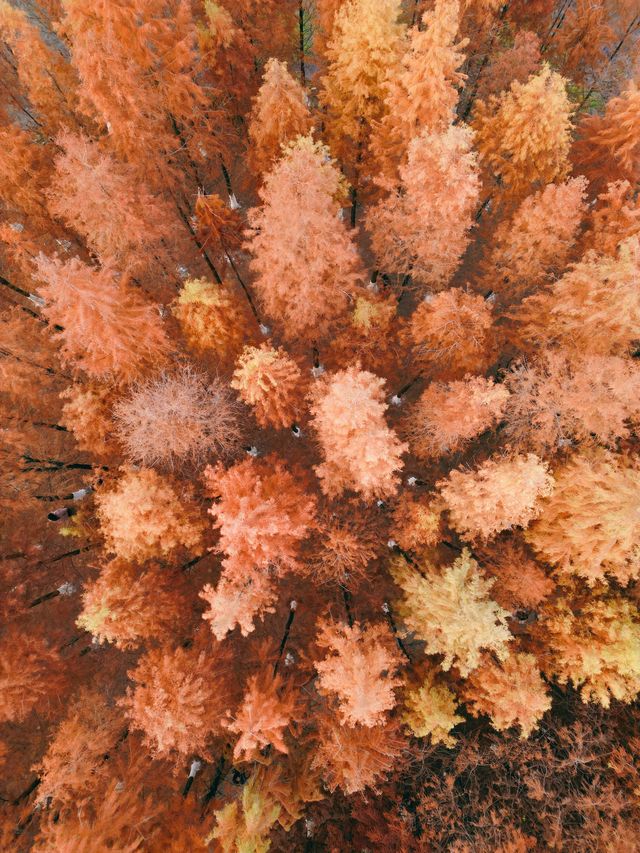 超美的長沙松雅湖紅杉林，你打卡了嗎？