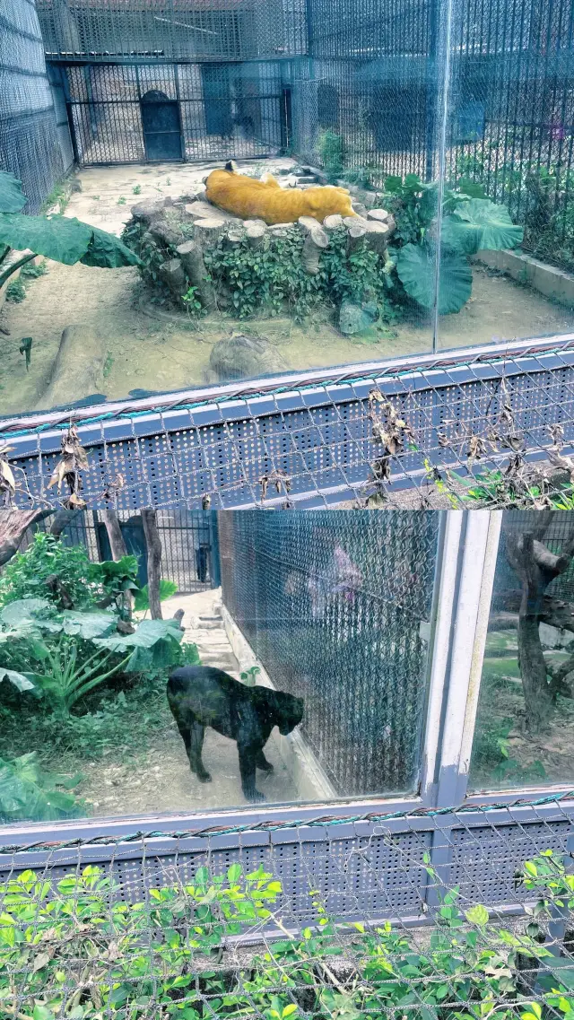 全球唯一的夜間動物園,真的很鍛煉眼神……