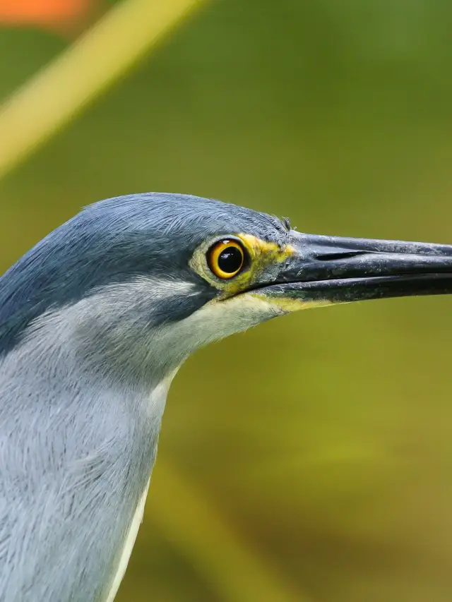 말레이시아 무비자 여행이 가능해졌는데 가고 싶어요. 말리지 마세요