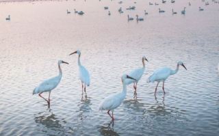 Shangrao Poyang Lake National Wetland Park: A Natural Feast