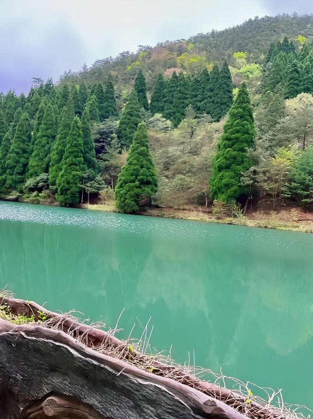 踏入黃茅尖原始森林，邂逅現實版綠野仙蹤！
