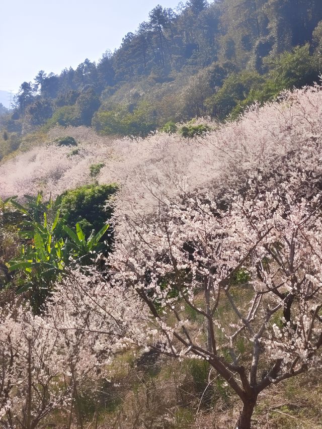 廣州免費梅花，美到爆！流溪香雪靠邊站！