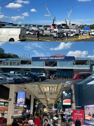 Sydney Fish Market 🐬 SEA food Heaven 🇦🇺