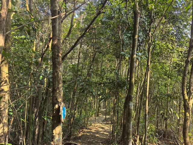 海南熱帶雨林國家公園一一黎母山