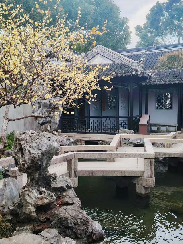 羨園裏，到處臘梅香