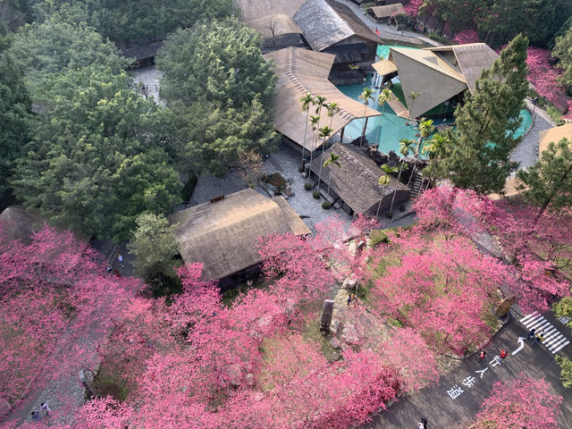 櫻花季的浪漫詩篇，來日月潭展開吧