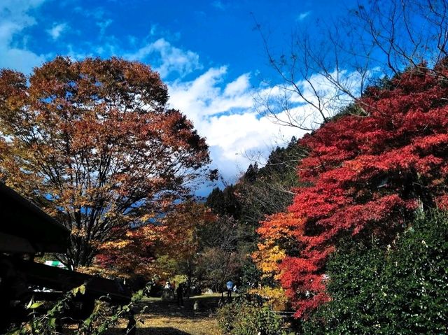 山之故里村露營地