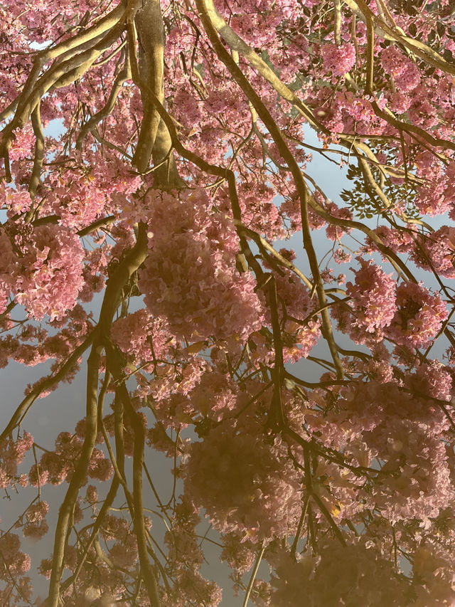 江門綠美生態園🌸 漫山遍野的紫風鈴花海，快來衝！