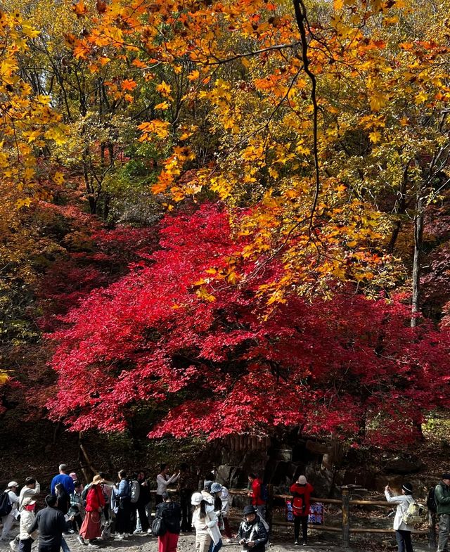 本溪｜關門山森林公園——真正的天然氧吧