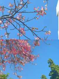 你冇睇錯，呢度唔係三亞，係攀枝花