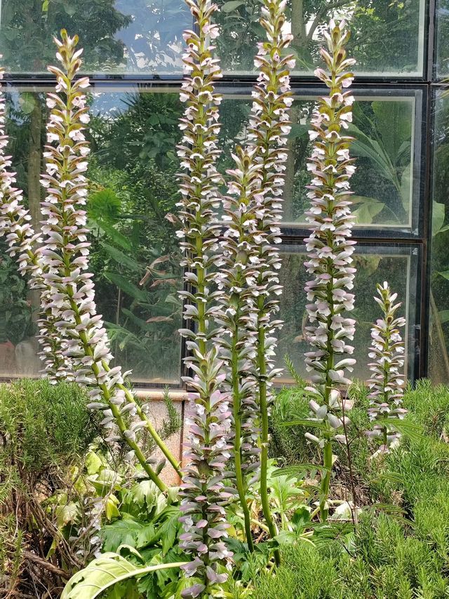 昆明植物園