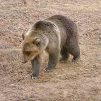 "你絕對沒想到，清遠長隆動物園竟然藏着這些秘密！"