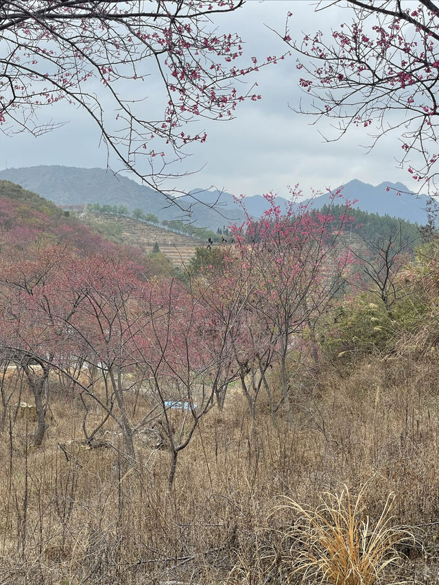 春色緋紅