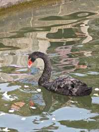 忙不停徐家匯公園鬱金香都開啦
