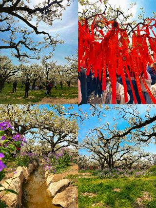 Step into a Real-Life "Peach Blossom Spring" | Dingshan Pear King Tree Scenic Area Day Tour