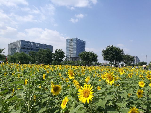 步入花海