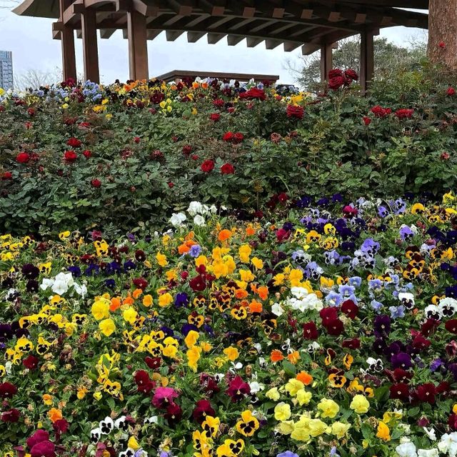 深圳打卡 | 邂逅彩色莫奈花園💐 桂灣公園
