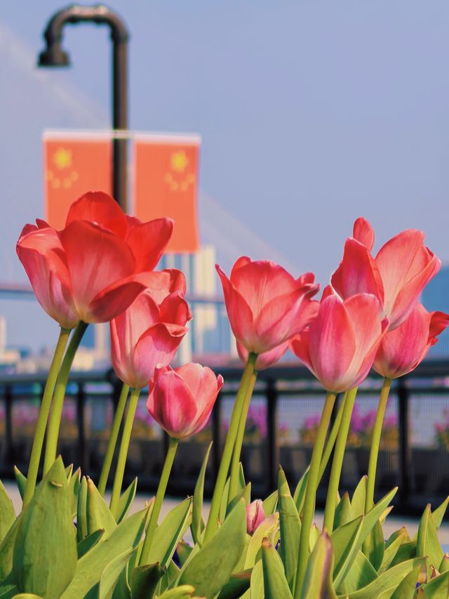 3.1實拍·楊浦濱江的鬱金香美到失語