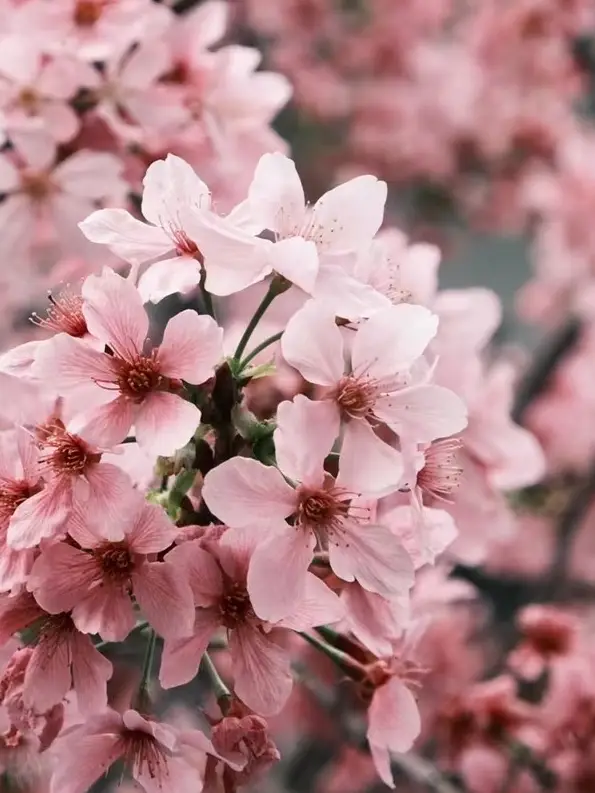 南京賞櫻打卡地點攻略