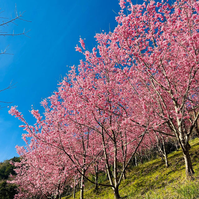 🌸寶子們衝！上帝的部落司馬庫斯美瘋了