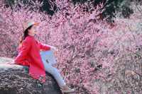 湖州水韻梅香，暢享仙境中的極致風流