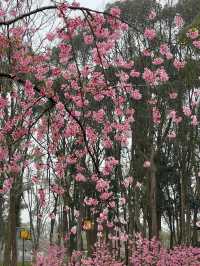 武漢東湖櫻花園🌸櫻花盛開，3月實拍來襲
