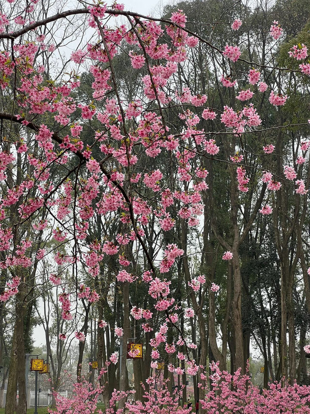武漢東湖櫻花園🌸櫻花盛開，3月實拍來襲