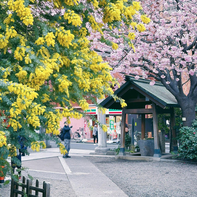 神社裡金與粉的世界⛩️