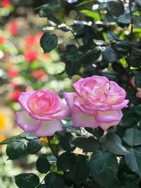 走進月季公園：解鎖多采月季，共赴花之盛宴
