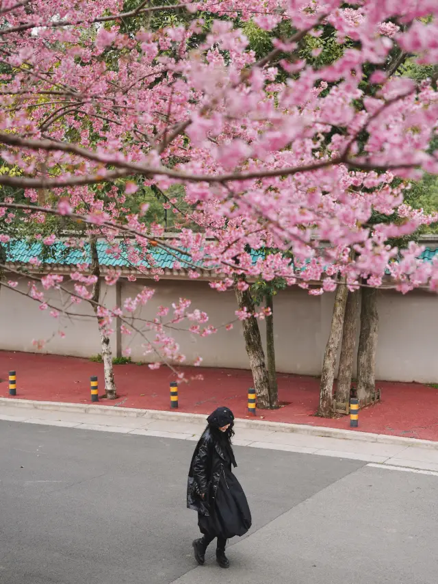 Wuhan's flowers are in full bloom! Save this flower-chasing itinerary.