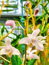 小石川植物園探秘｜未綻放，邂逅東京隱秘花園