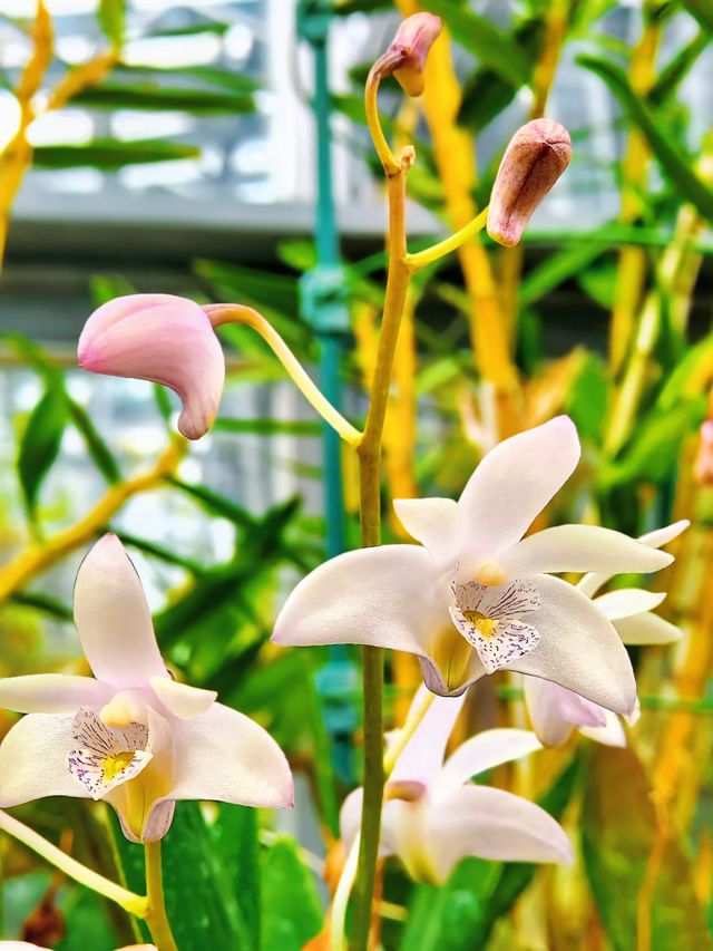 小石川植物園探秘｜未綻放，邂逅東京隱秘花園